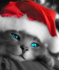 pic for Christmas Cat